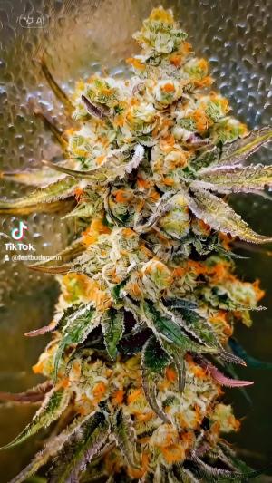 Comment by DeutschFarming2025 photo #1