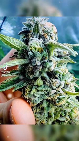 Comment by DeutschFarming2025 photo #5