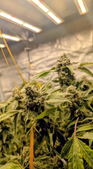 Comment by DeutschFarming2025 photo #1