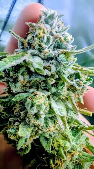 Comment by DeutschFarming2025 photo #2