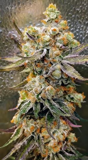 Comment by DeutschFarming2025 photo #3