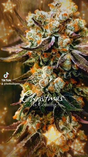 Comment by DeutschFarming2025 photo #2