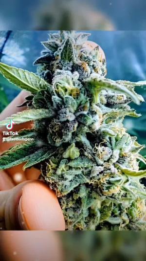 Comment by DeutschFarming2025 photo #3