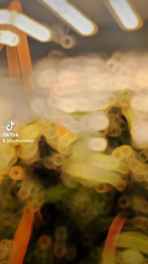 Comment by DeutschFarming2025 photo #4