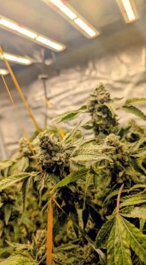 Comment by DeutschFarming2025 photo #4