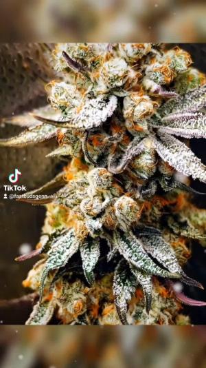 Comment by DeutschFarming2025 photo #5