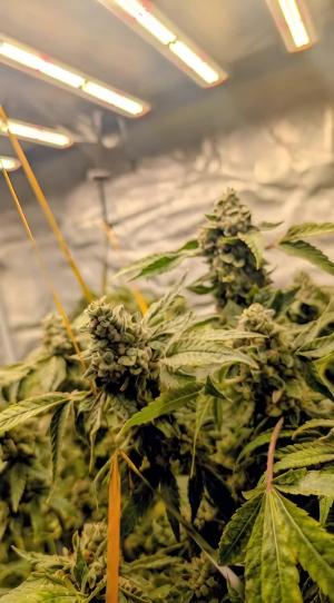 Comment by DeutschFarming2025 photo #1