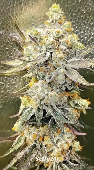 Comment by DeutschFarming2025 photo #1