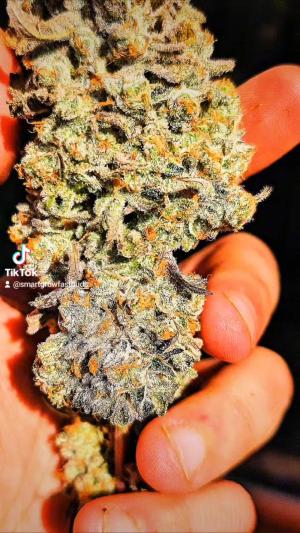 Comment by DeutschFarming2025 photo #3