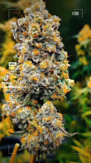 Comment by DeutschFarming2025 photo #4