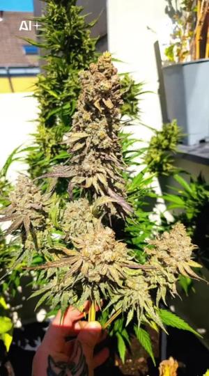 Comment by DeutschFarming2025 photo #5