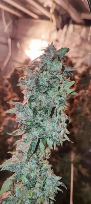 Comment by DeutschFarming2025 photo #3