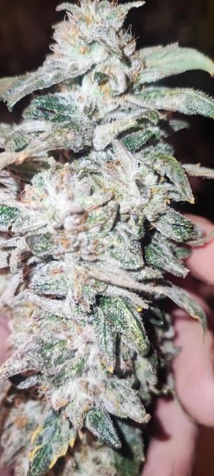 Comment by DeutschFarming2025 photo #4