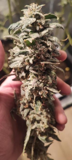 Comment by DeutschFarming2025 photo #5