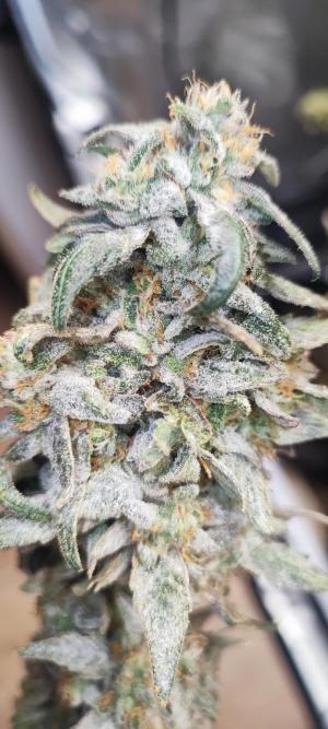 Comment by DeutschFarming2025 photo #1