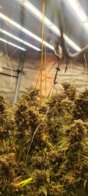 Comment by DeutschFarming2025 photo #2