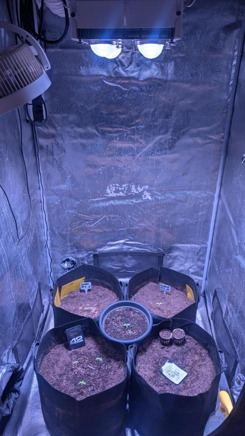 Guava RF3 auto. Week 1 - Guava RF3 auto 