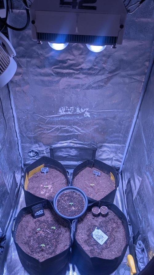 Guava RF3 auto. Week 1 - Guava RF3 auto 