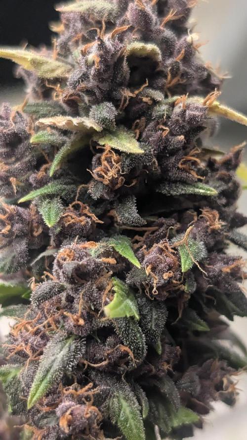 SmartGrowingFastBuds. Week 4 - Super