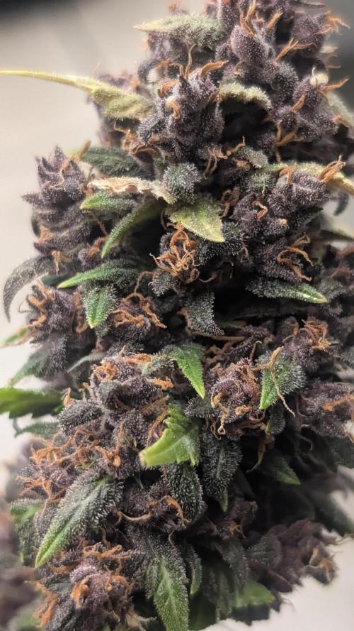 SmartGrowingFastBuds. Week 4 - Super