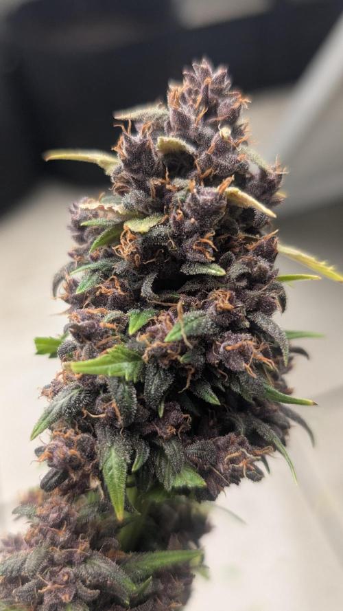 SmartGrowingFastBuds. Week 4 - Super