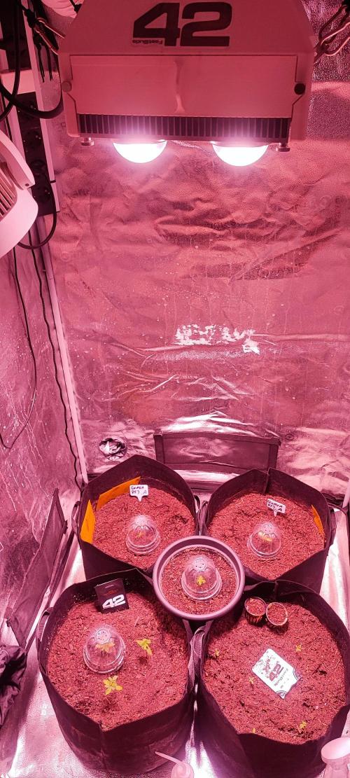 Guava RF3 auto. Week 2 - Guava RF 3