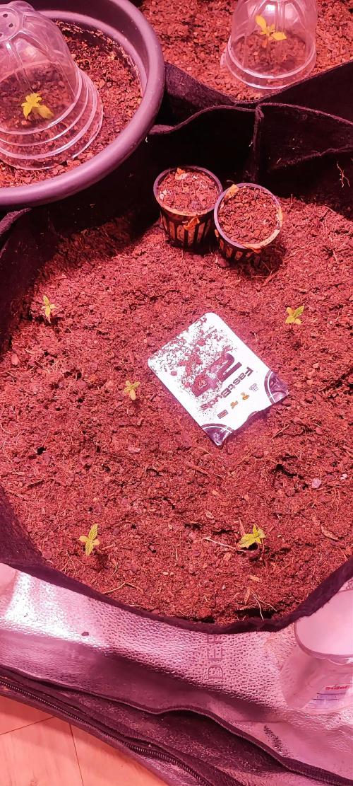 Guava RF3 auto. Week 2 - Fast Buds Mix 