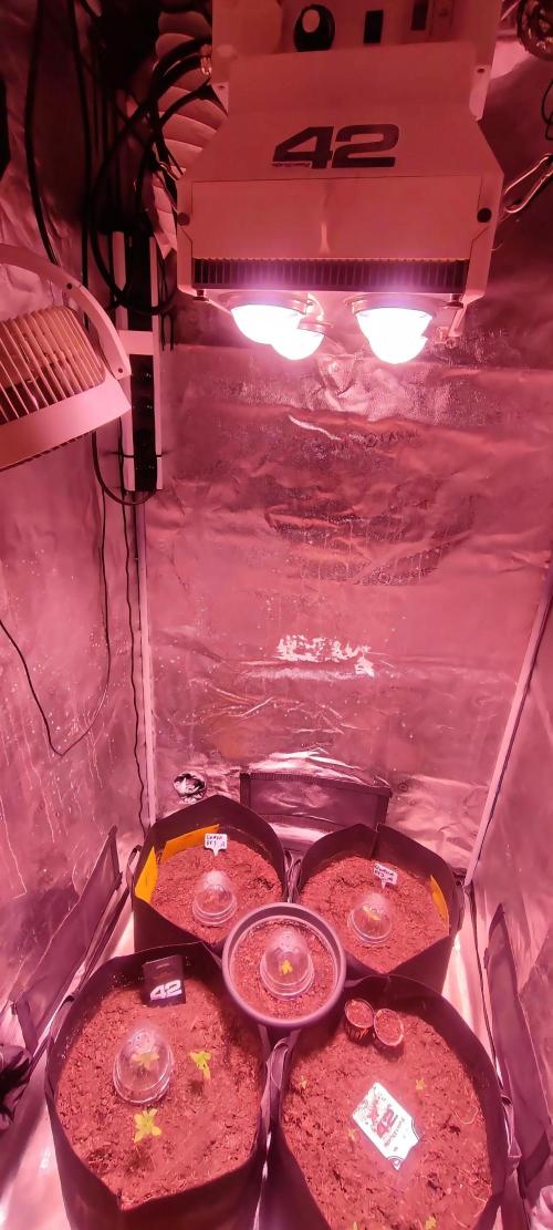 Guava RF3 auto. Week 2