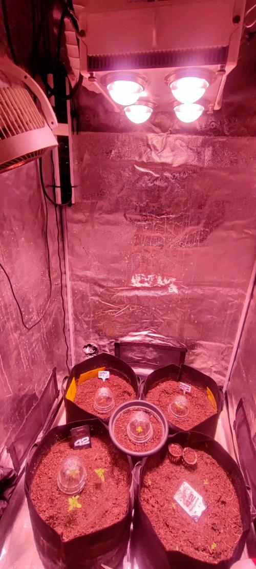 Guava RF3 auto. Week 2