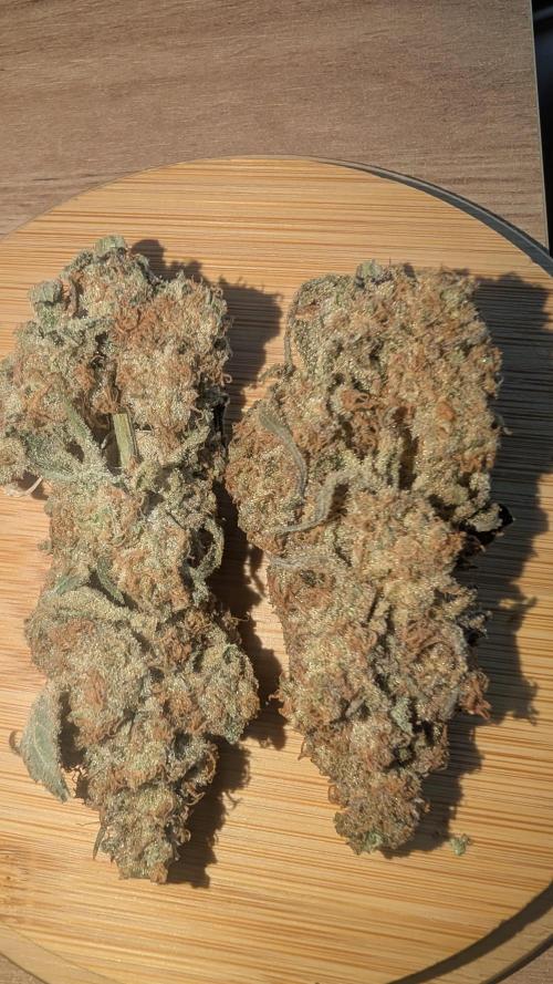 SmartGrow2025. Week 19 - Fast Buds Papayton