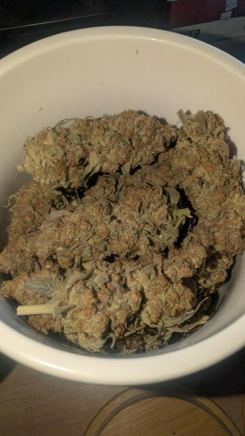 SmartGrow2025. Week 19 - Fast Buds Papayton