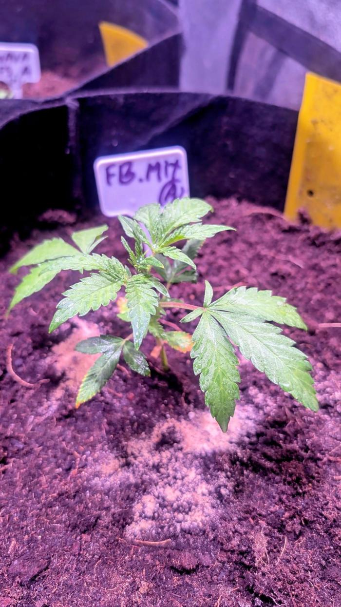 Fast Buds Auto Mix 2026. Week 2 - Fast Buds Auto Mix 