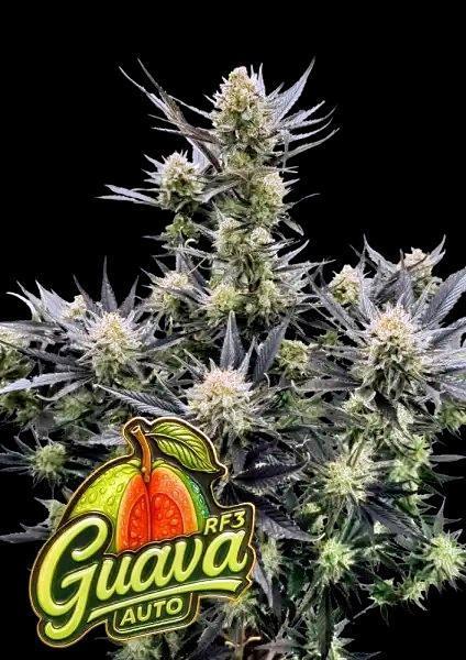 Guava RF3 auto. Week 1