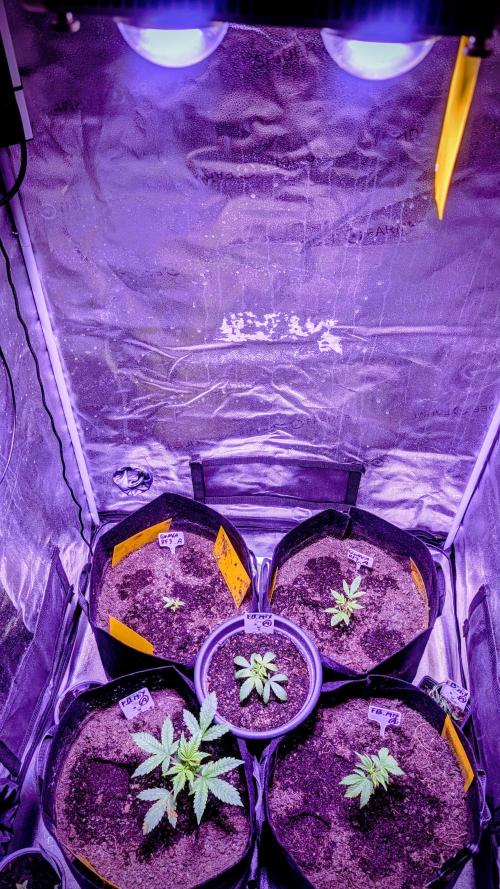 Guava RF3 auto. Week 3