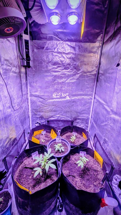 Guava RF3 auto. Week 3