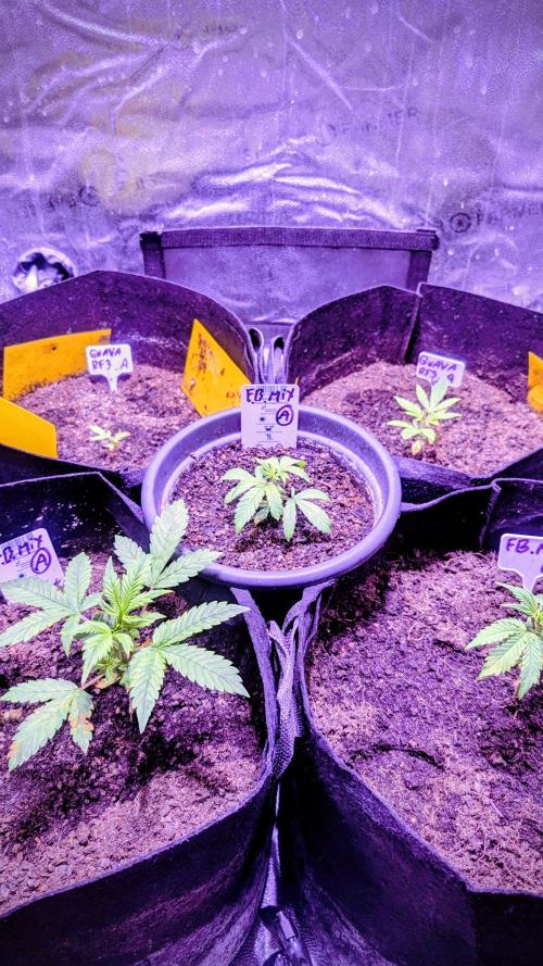 Guava RF3 auto. Week 3 - 2026 