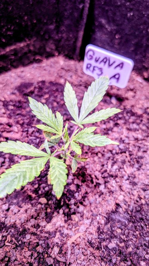 Guava RF3 auto. Week 3