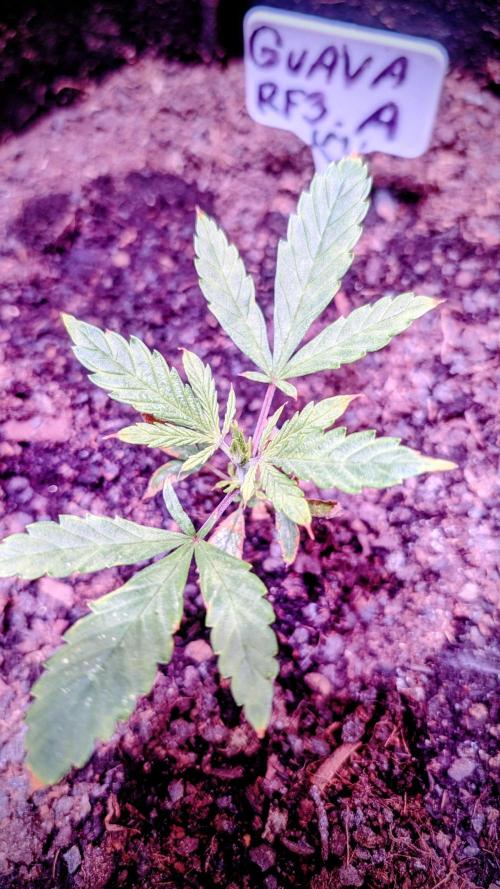 Guava RF3 auto. Week 3