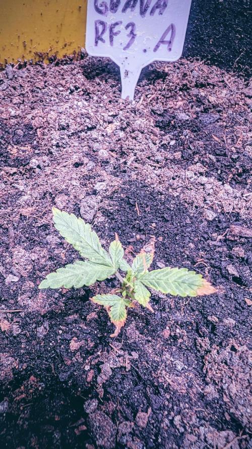 Guava RF3 auto. Week 3