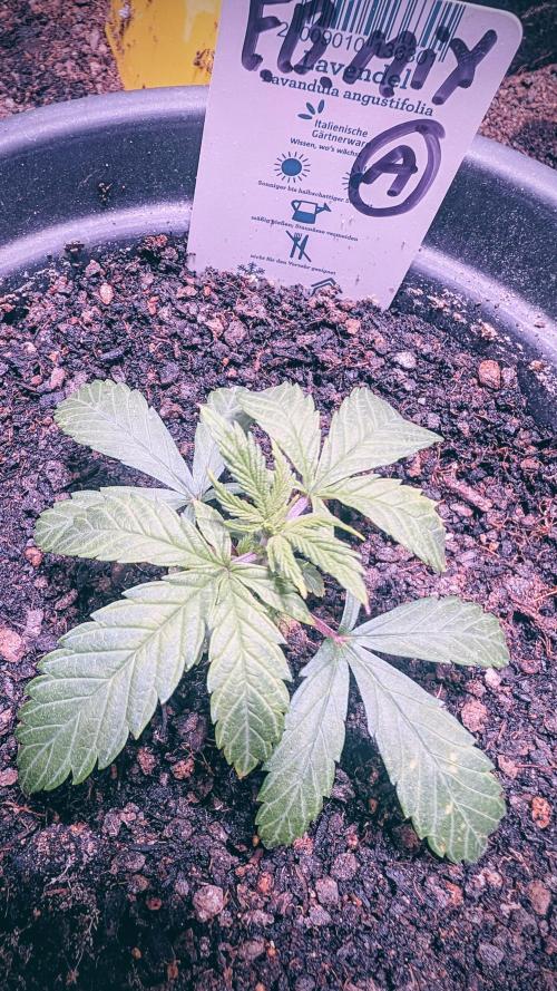 FastBuds Auto Mix 2026. Week 2 - FastBuds Auto Mix 2026 