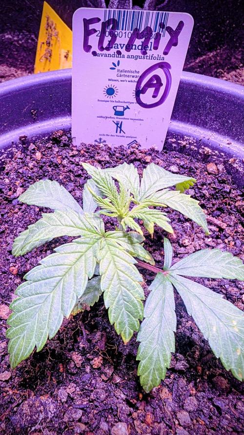 FastBuds Auto Mix 2026. Week 2
