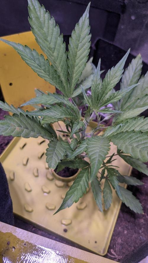 Guava RF3 auto. Week 4 - Guava RF3 auto 