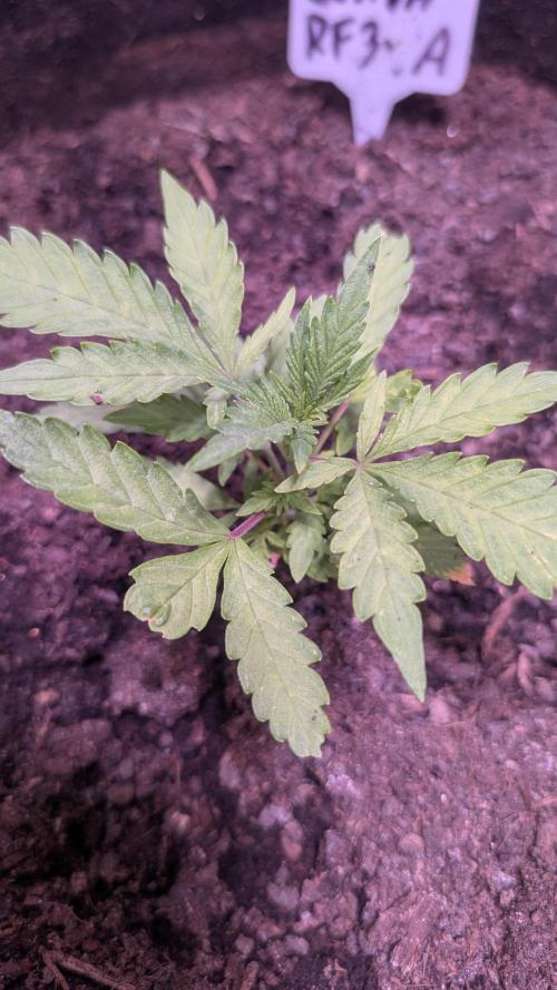 Guava RF3 auto. Week 4 - Guava RF3 auto 