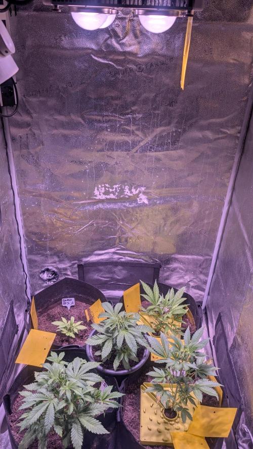 Guava RF3 auto. Week 4 - Guava RF3 auto 