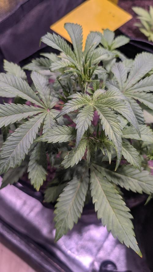 Fast Buds Auto Mix 2026. Week 3 - FastBuds Auto Mix 