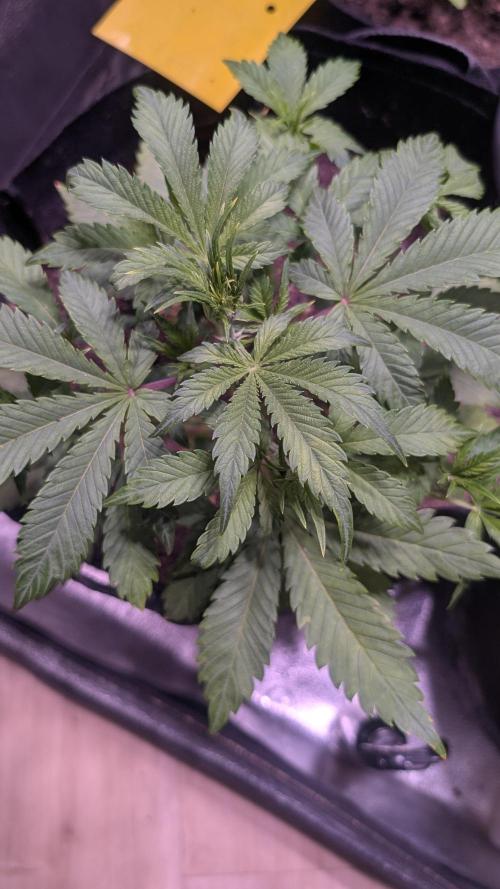 Fast Buds Auto Mix 2026. Week 3 - FastBuds Auto Mix 