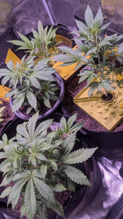 Fast Buds Auto Mix 2026. Week 3