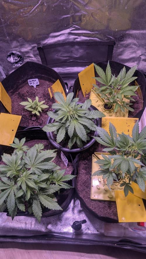 Fast Buds Auto Mix 2026. Week 3