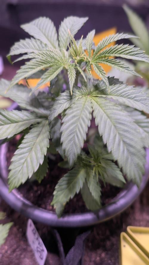 FastBuds Auto Mix 2026. Week 3 - FastBuds Auto Mix pack