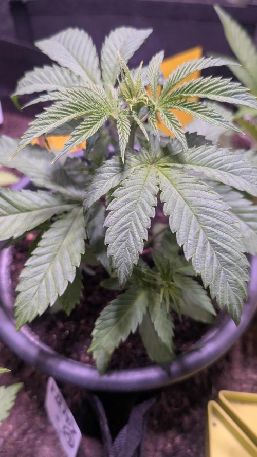 FastBuds Auto Mix 2026. Week 3 - FastBuds Auto Mix pack